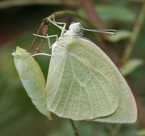 White Migrant | Catopsilia pyranthe photo