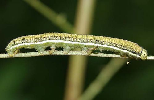 White Migrant | Catopsilia pyranthe photo