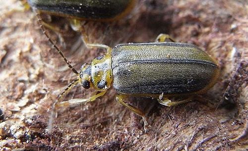 Elm Leaf Beetle | Xanthogaleruca luteola photo