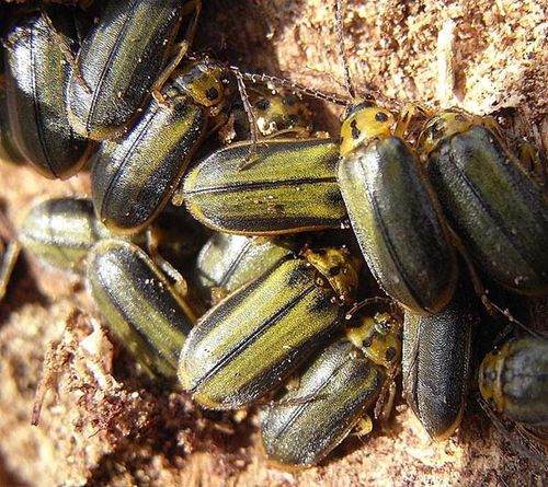 Elm Leaf Beetle | Xanthogaleruca luteola photo