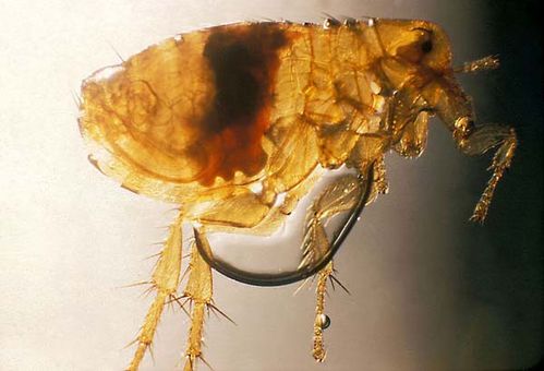 Oriental Rat Flea | Xenopsylla cheopis photo