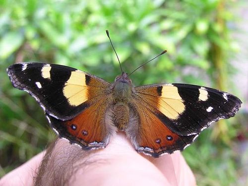 Yellow Admiral Butterfly | Vanessa itea photo