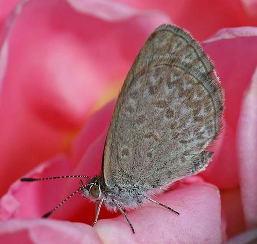 Common Grass Blue | Zizina labradus photo