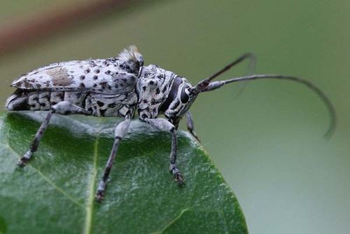 Longicorn Beetle | Zygocera plumifera photo