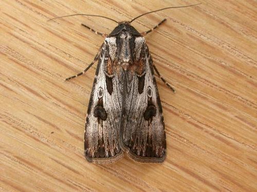 Brown cutworm | Agrotis munda photo