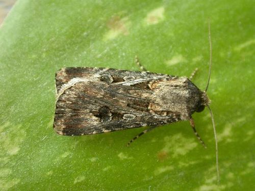 Brown cutworm | Agrotis munda photo