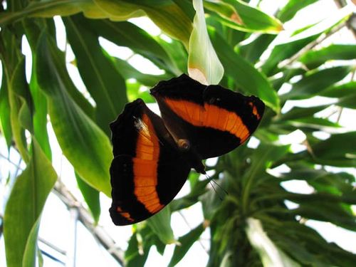 Lurcher Butterfly | Yoma sabina photo