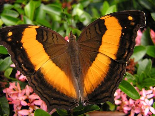 Lurcher Butterfly | Yoma sabina photo