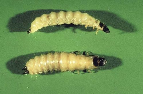 Cadelle Beetle | Tenebroides mauritanicus photo