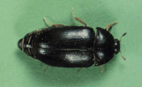 Black Carpet Beetle | Attagenus unicolor photo