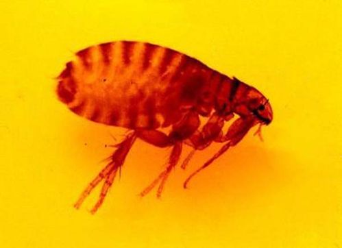 Cat Flea | Ctenocephalides felis photo