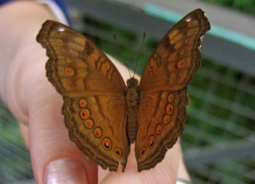 Chocolate Argus | Junonia hedonia photo