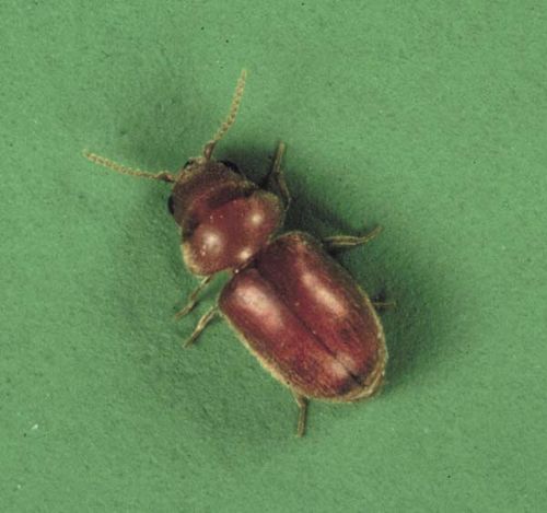 Cigarette Beetle | Lasioderma serricorne photo