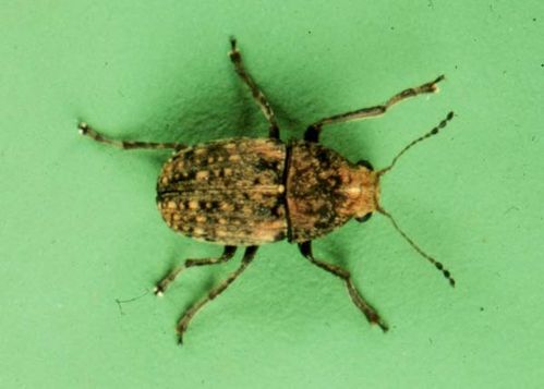 Coffee Bean Weevil | Araecerus fasciculatus photo