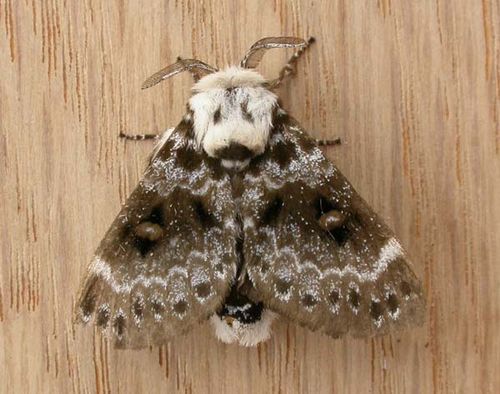 Crexa Moth | Genduara punctigera photo