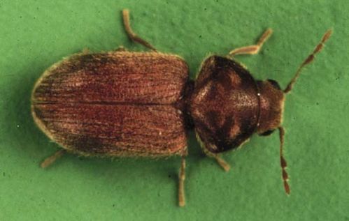 Drugstore Beetle | Stegobium paniceum photo