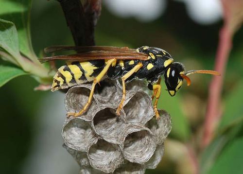 European Paper Wasp | Polistes dominulus photo