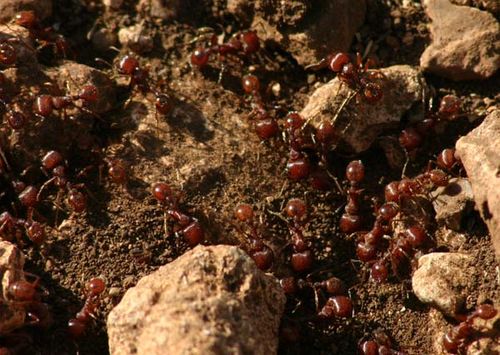 Fire Ant | Solenopsis invicta photo