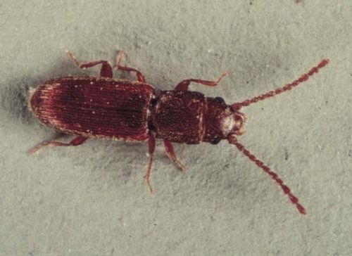 Flat Grain Beetle | Cryptolestes pusillus photo