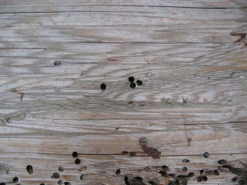 Common Furniture Beetle | Anobium punctatum photo