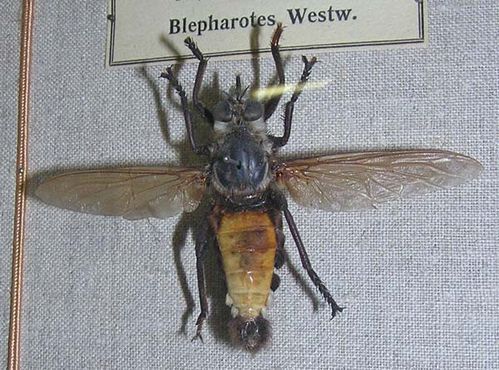 Giant Yellow Robber Fly | Blepharotes coriarius photo