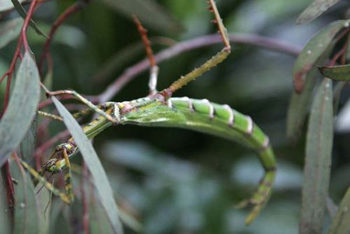 Goliath Stick Insect | Eurycnema goliath photo