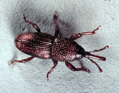 Granary Weevil | Sitophilus granarius photo