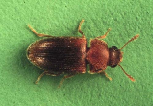 Hairy Fungus Beetle | Typhaea stercorea photo