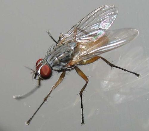 Lesser House Fly | Fannia canicularis photo