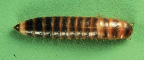 Lesser Mealworm Beetle | Alphitobius diaperinus photo
