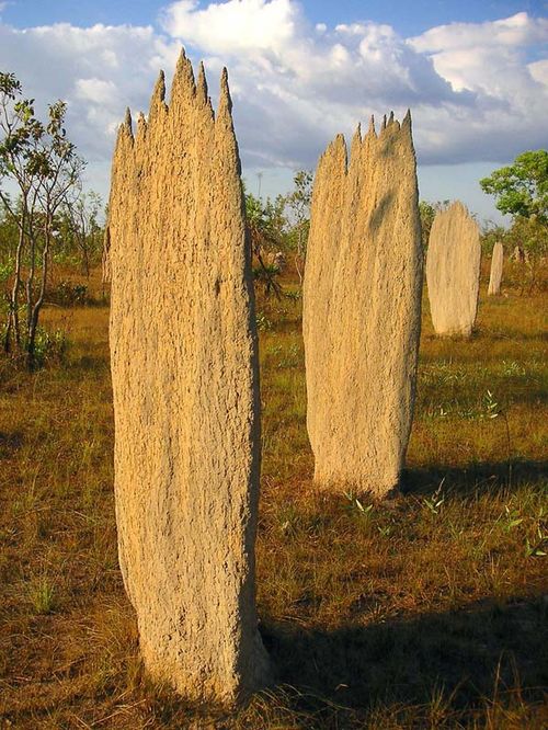 Magnetic Termite | Amitermes meridionalis photo