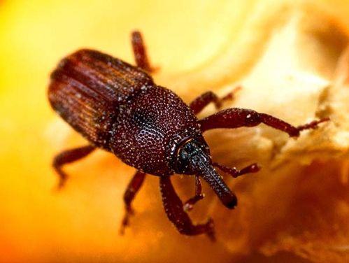 Greater Rice Weevil | Sitophilus zeamais photo