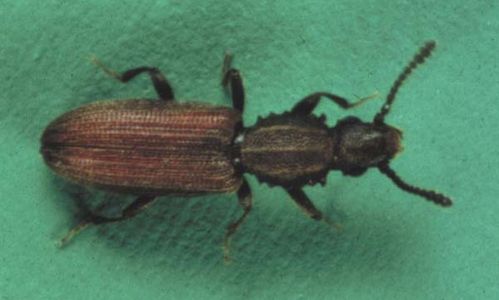 Merchant Grain Beetle | Oryzaephilus mercator photo