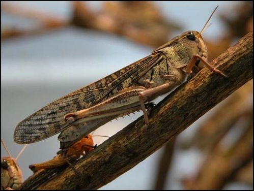 Migratory Locust | Locusta migratoria photo