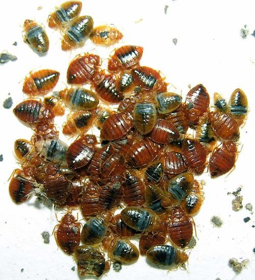 Cimex lectularius discount