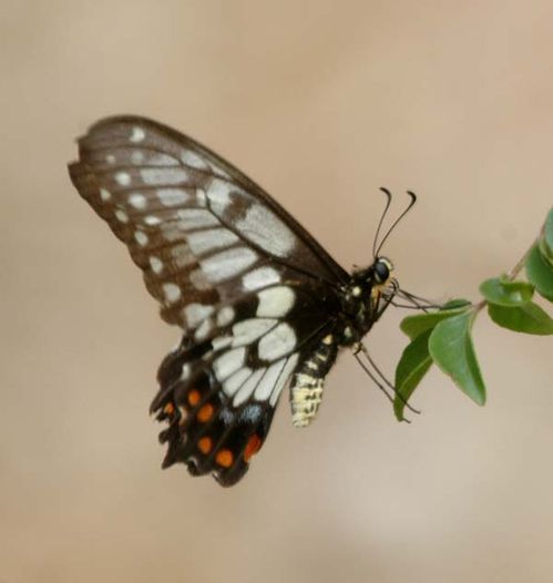 Dainty Swallowtail | Papilio anactus photo