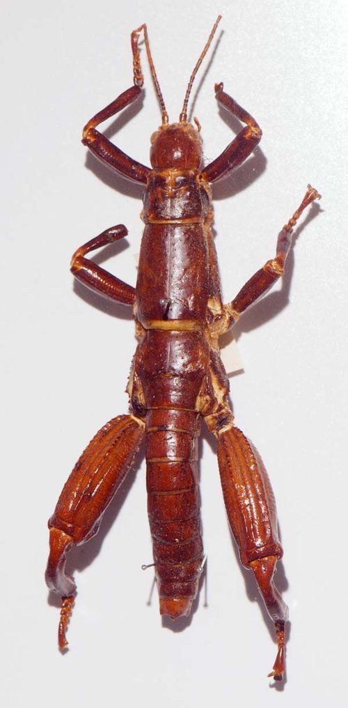Lord Howe Island Stick Insect | Dryococelus australis photo