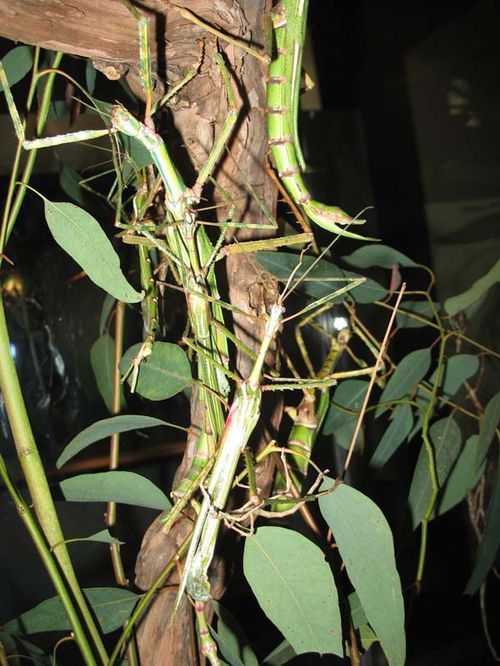Goliath Stick Insect | Eurycnema goliath photo