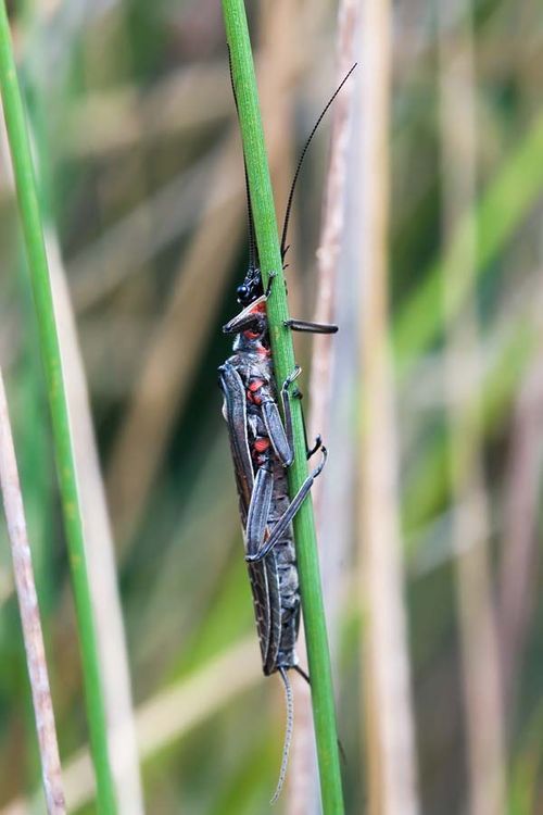 Stonefly | Eusthenia sp photo