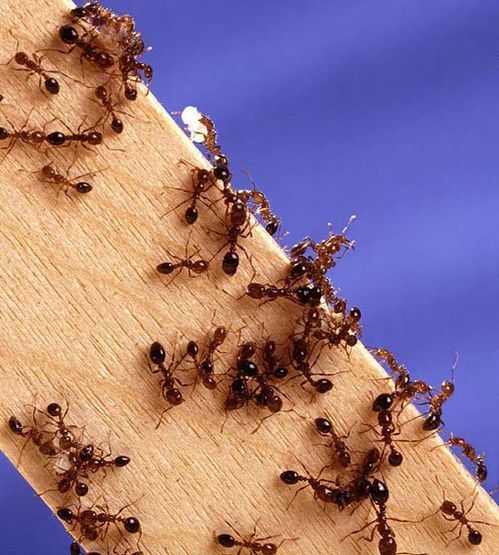 Fire Ant | Solenopsis invicta photo