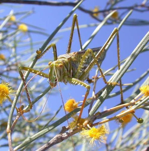 Spotted Predatory Katydid | Chlorobalius leucoviridis photo