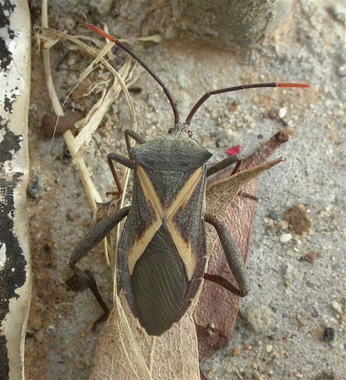 Crusader Bug | Mictis profana photo