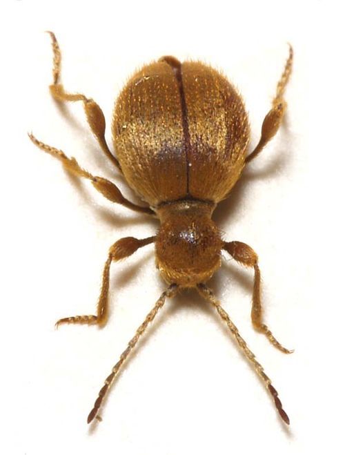 Golden Spider Beetle | Niptus hololeucus photo