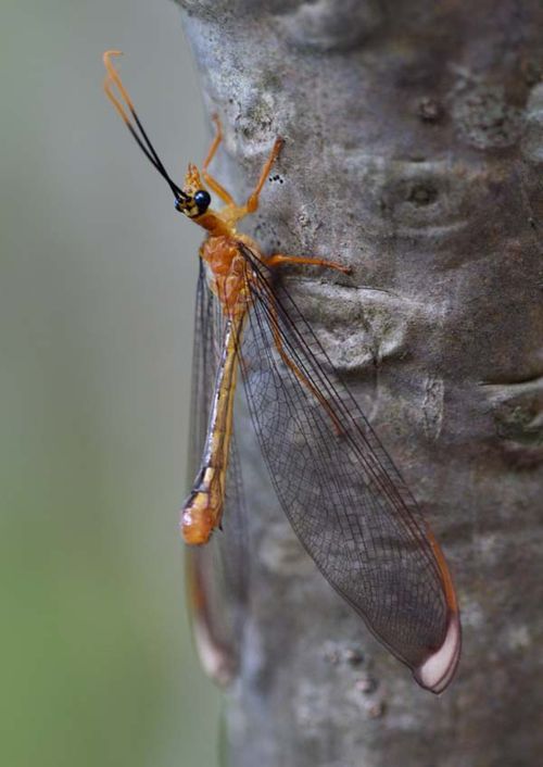 Blue Eyes Lacewing | Nymphes myrmeleonides photo