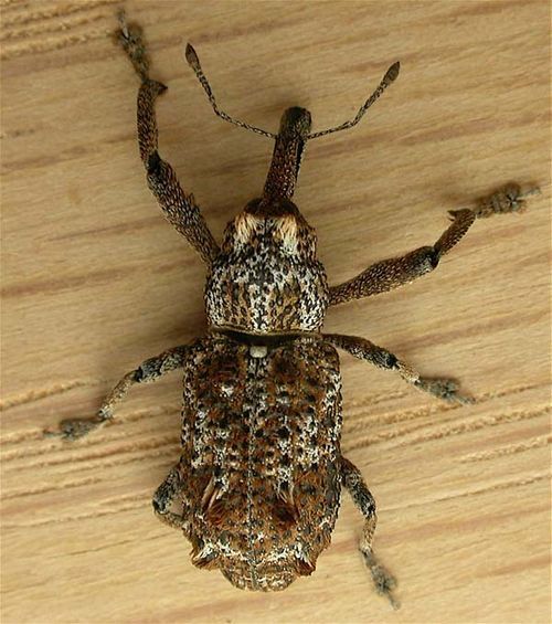 Elephant Weevil | Orthorhinus cylindrirostris photo