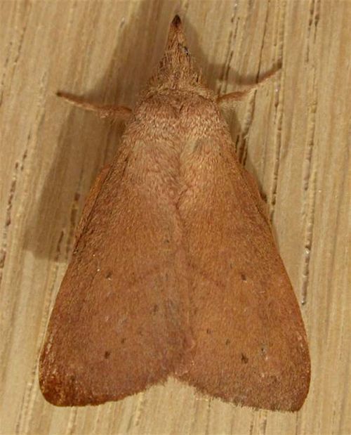 Wattle Snout Moth | Pararguda nasuta photo