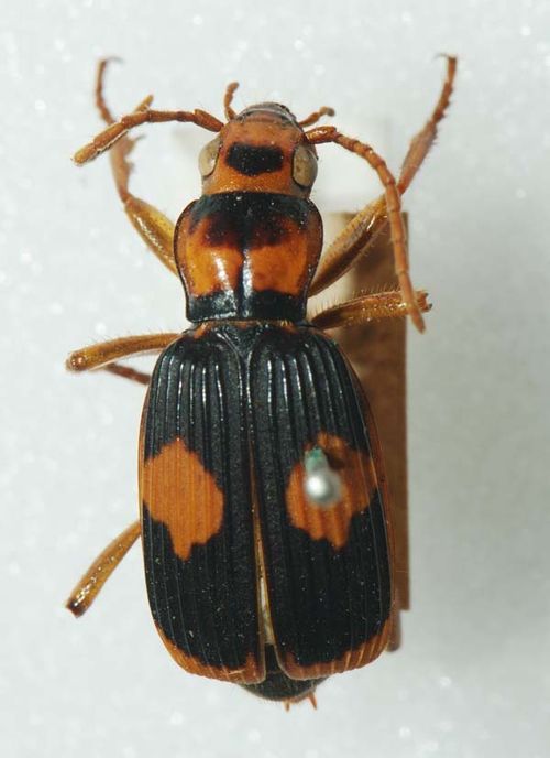 Bombardier Beetle | Pheropsophus verticalis photo