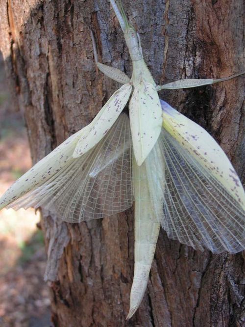 Children's Stick Insect | Tropidoderus childrenii photo