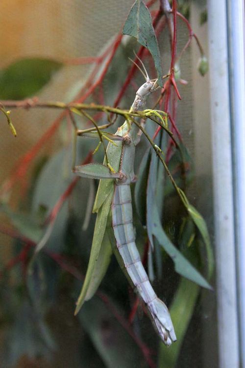 Children's Stick Insect | Tropidoderus childrenii photo