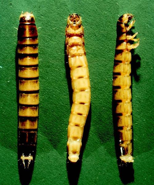 Dark Mealworm | Tenebrio obscurus photo